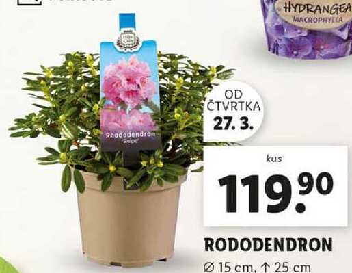 ARCHIV | RODODENDRON v akci platn do: 30.3.2025 | AkcniCeny.cz