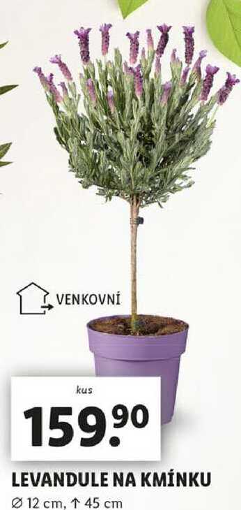 Levandule Na Kminku (levandule kmínku, fialové květy, drenážními otvory, kořenového balu) Levandule Na Kminku