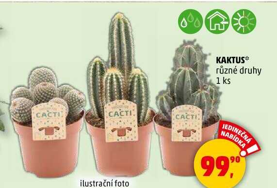 KAKTUS různé druhy, 1 ks  