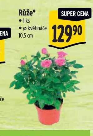   Růže, pr. květináče 10,5 cm  