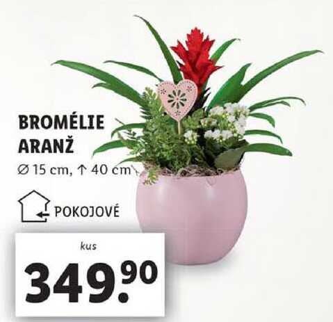 BROMÉLIE ARANŽ
