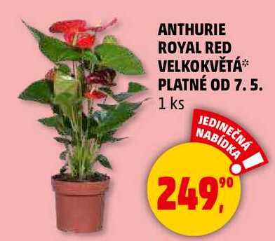 ANTHURIE ROYAL RED VELKOKVĚTÁ, 1 ks