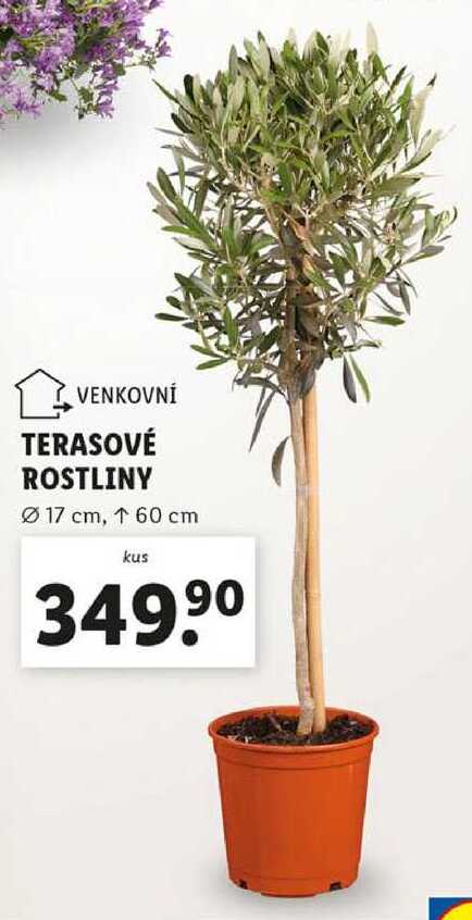 TERASOVÉ ROSTLINY