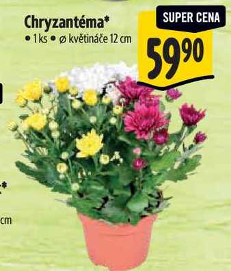 Chryzantéma
