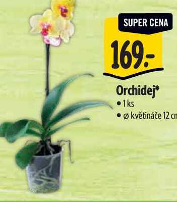  Orchidej, pr. květináče 12 cm 