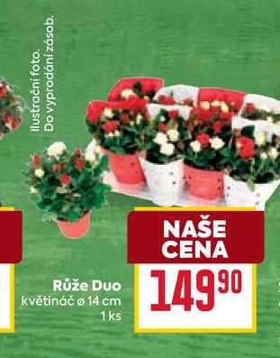 Růže Duo květináč o 14 cm 1ks