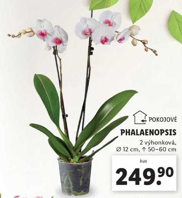 PHALAENOPSIS 