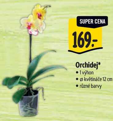 Orchidej