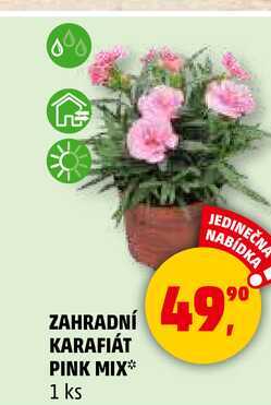 ZAHRADNÍ KARAFIÁT PINK MIX, 1 ks  