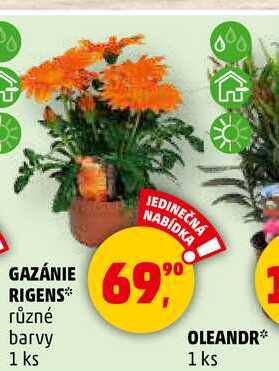 GAZÁNIE RIGENS různé barvy, 1 ks 