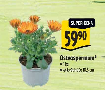   Osteospermum, pr.  květináče 10,5 cm 