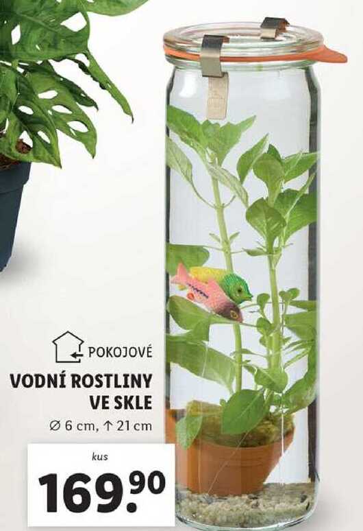 VODNÍ ROSTLINY VE SKLE 