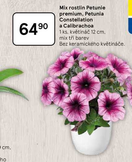 Mix rostlin Petunie premium, Petunia Constellation a Calibrachoa 1 ks, květináč 12 cm