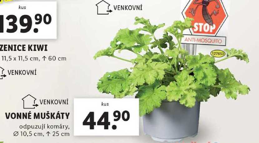 VONNÉ MUŠKÁTY 