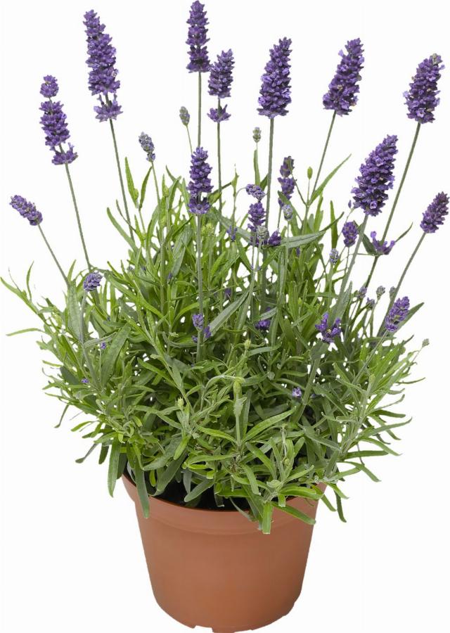 Levandule Lavandula angustifolia