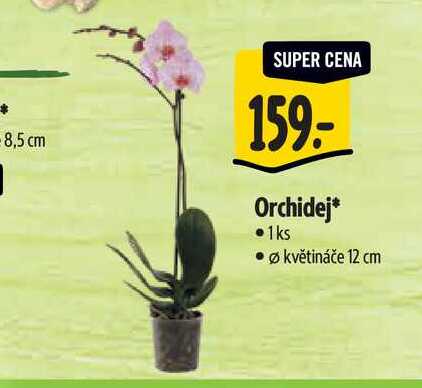  Orchidej, pr. květináče 12 cm 
