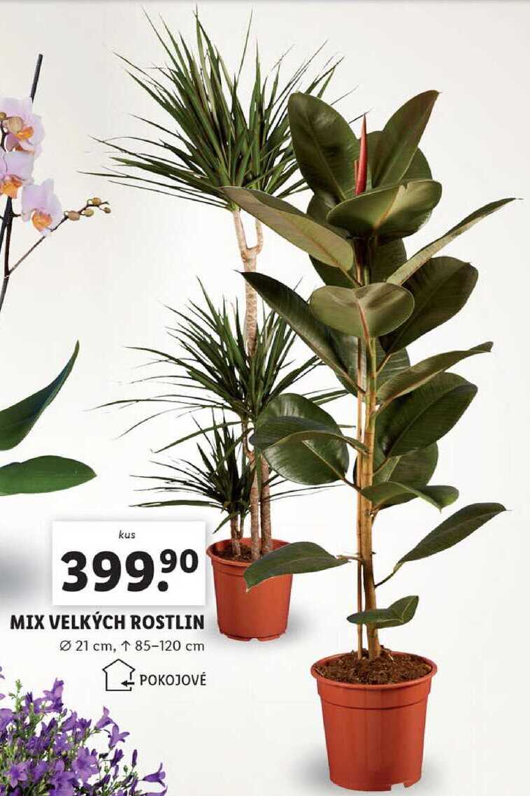 MIX VELKÝCH ROSTLIN 
