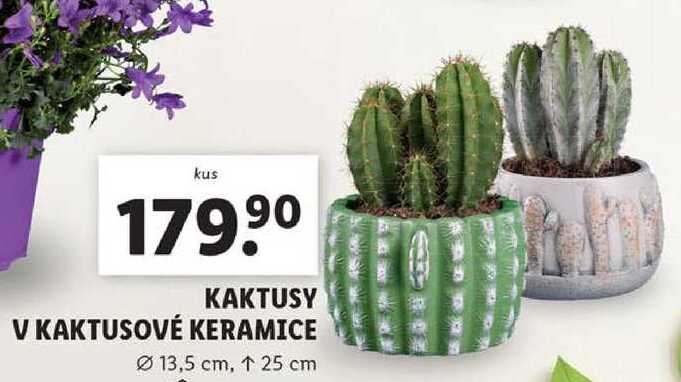 KAKTUSY V KAKTUSOVÉ KERAMICE 