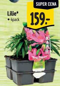 Lilie, 4pack