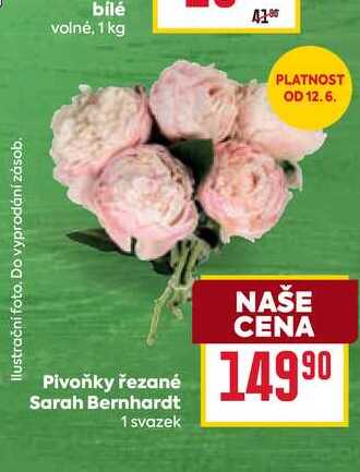 Pivoňky řezané Sarah Bernhardt 1 svazek