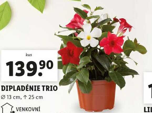 DIPLADÉNIE TRIO 