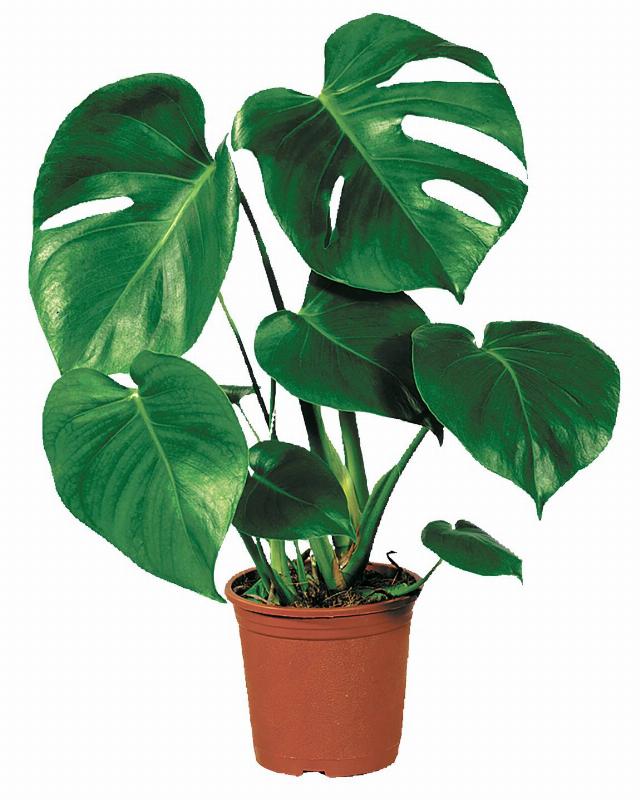 Monstera