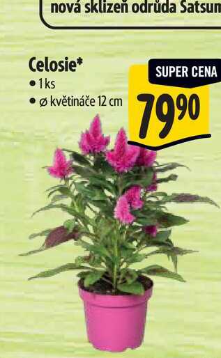  Celosie, pr. květináče 12 cm  
