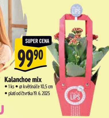 Kalanchoe mix 