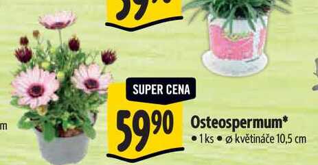 Osteospermum