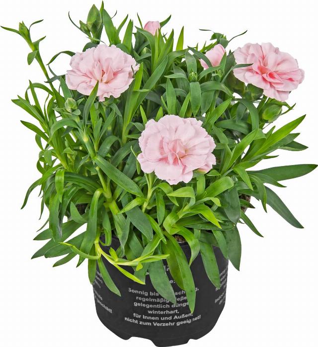Hvozdík čínský Dianthus chinensis