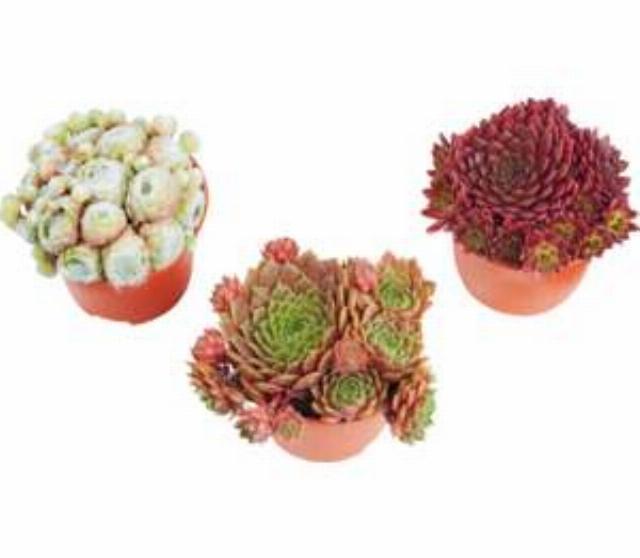 Netřesk Sempervivum