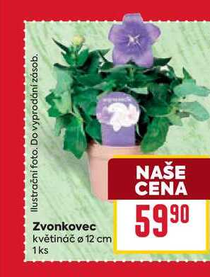 Zvonkovec květináč ø 12 cm 1ks