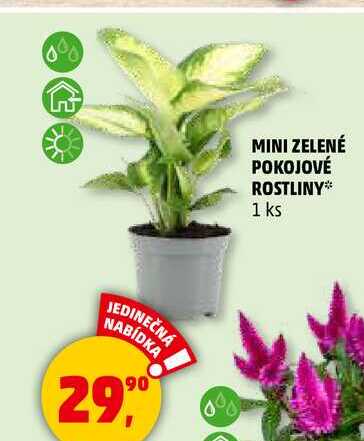MINI ZELENÉ POKOJOVÉ ROSTLINY, 1 ks  