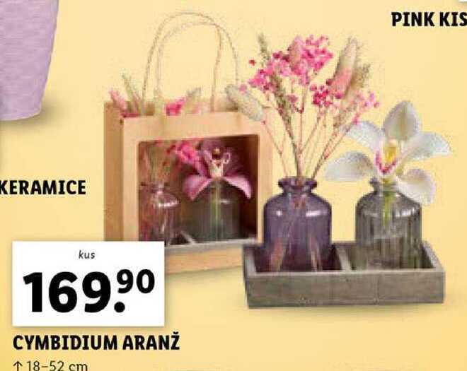 CYMBIDIUM ARANŽ