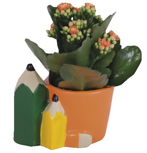 Kalanchoe Thank You Teacher, 1 KS