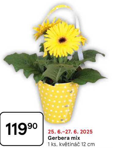 Gerbera mix, 1 ks, květináč 12 cm 