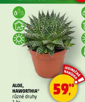 ALOE, HAWORTHIA různé druhy, 1 ks