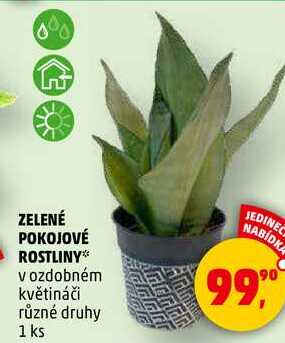 ZELENÉ POKOJOVÉ ROSTLINY v ozdobném květináči různé druhy, 1 ks  