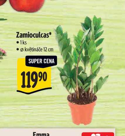 Zamioculcas, pr. květináče 12 cm 