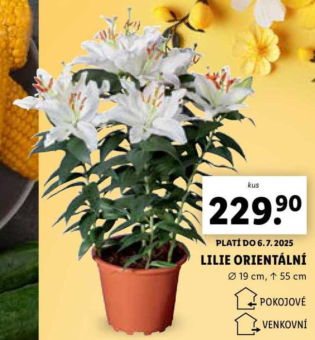 LILIE ORIENTÁLNÍ 