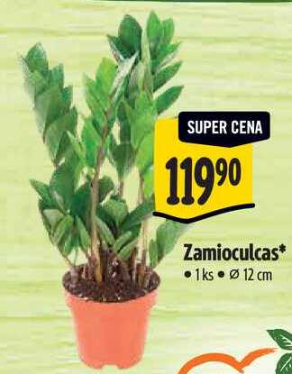 Zamioculcas