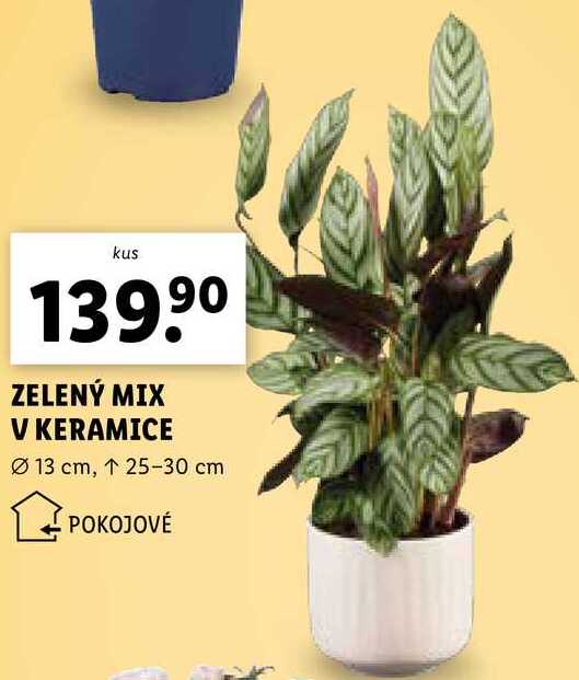 ZELENÝ MIX V KERAMICE 