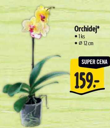Orchidej