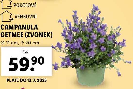 CAMPANULA GETMEE (ZVONEK) 