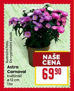 Astra Carnaval květináč Ø 12 cm 1 ks