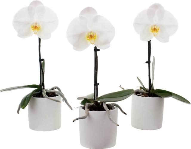 Orchidea Phalaenopsis "Singolo" v keramickém květináči