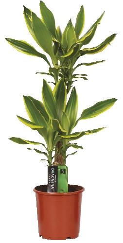 Dracena color mix, 1 KS