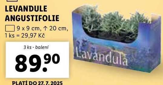 LEVANDULE ANGUSTIFOLIE, 3 ks 