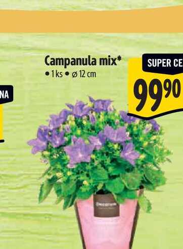   Campanula mix  1ks, pr. 12 cm  