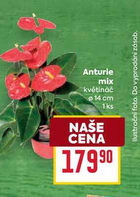 Anturie mix květináč 14 cm 1ks